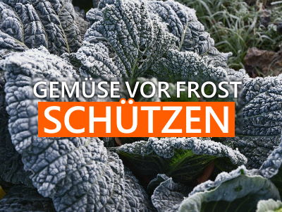Gemüse vor Frost schützen