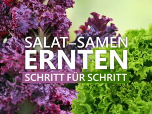 SalatSamen ernten » Wie man Saatgut fürs nächste Jahr gewinnt » Wie