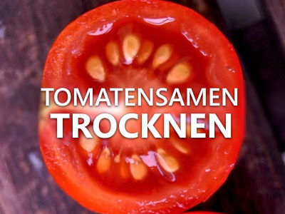 Tomatensamen trocknen