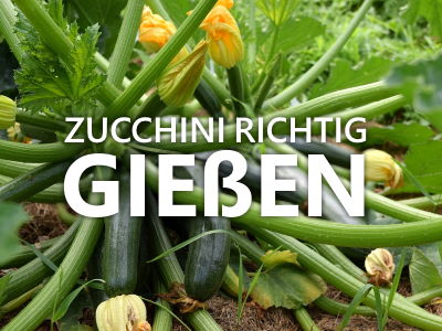 Zucchini gießen